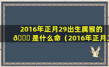 2016年正月29出生属猴的 🐅 是什么命（2016年正月二十八出生的男孩命运如何）